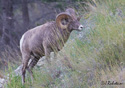 Ovis Canadensis